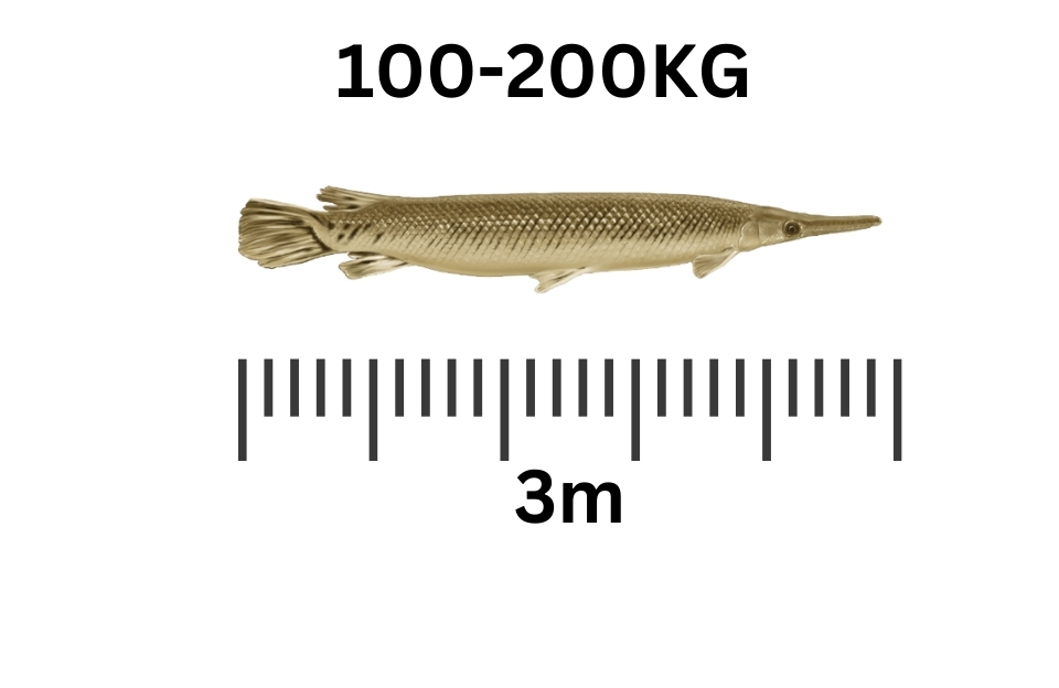 largest freshwater fish