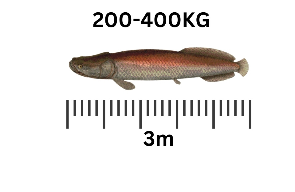 largest freshwater fish