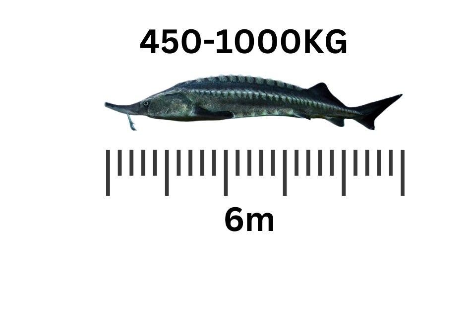 largest freshwater fish