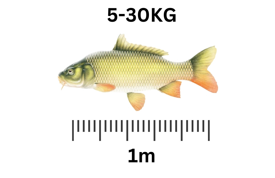 largest freshwater fish