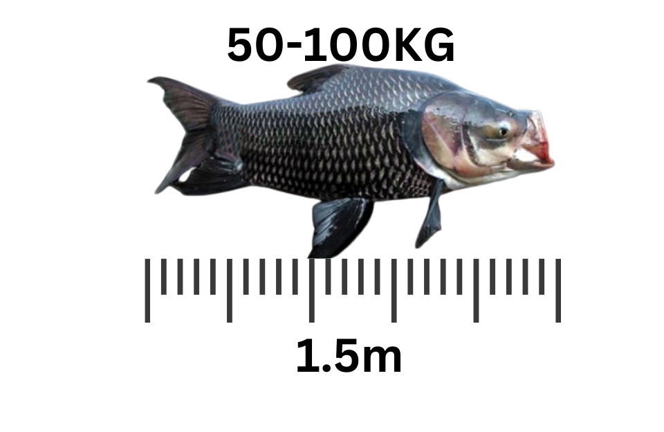 largest freshwater fish