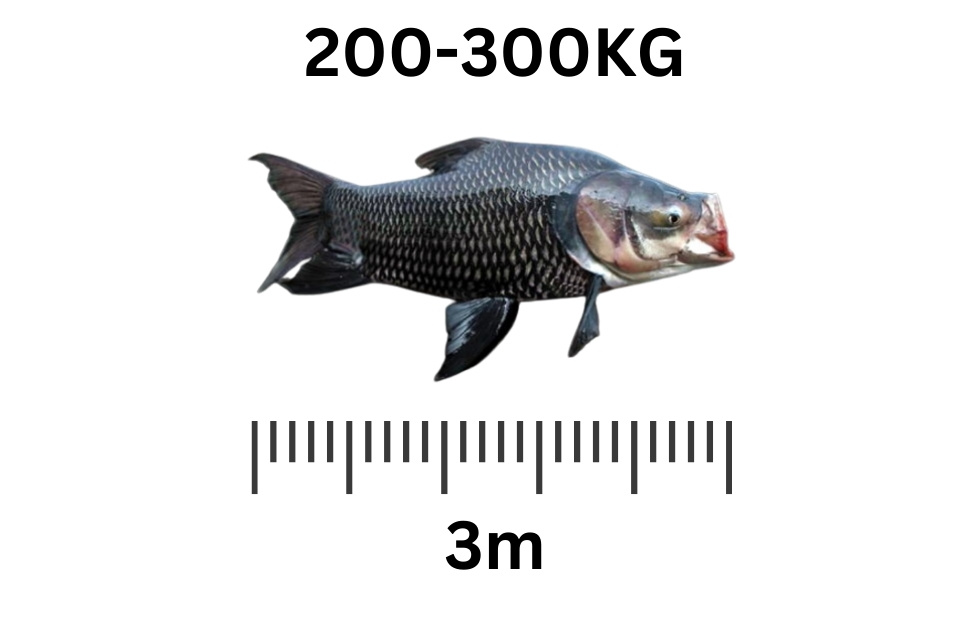 largest freshwater fish