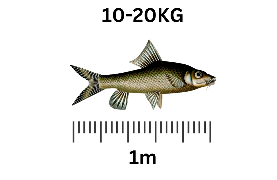 largest freshwater fish