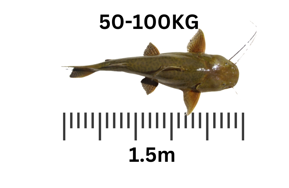 largest freshwater fish