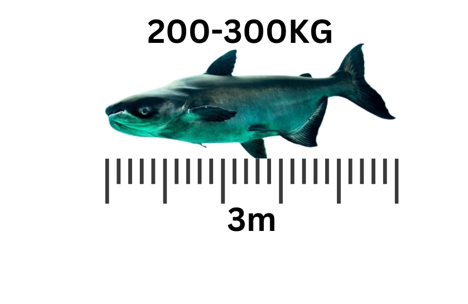 largest freshwater fish