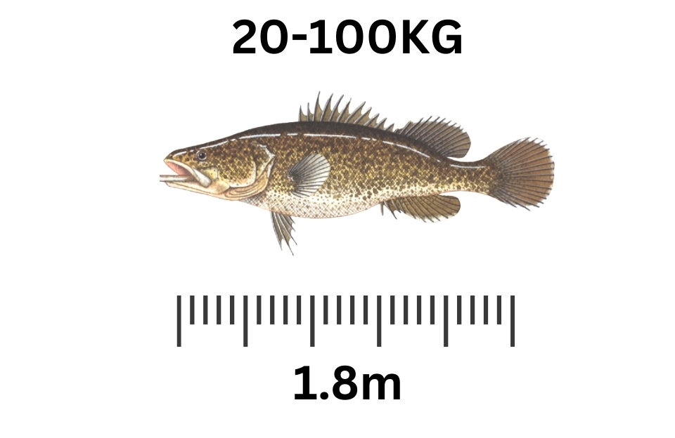 largest freshwater fish