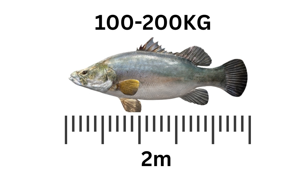 largest freshwater fish