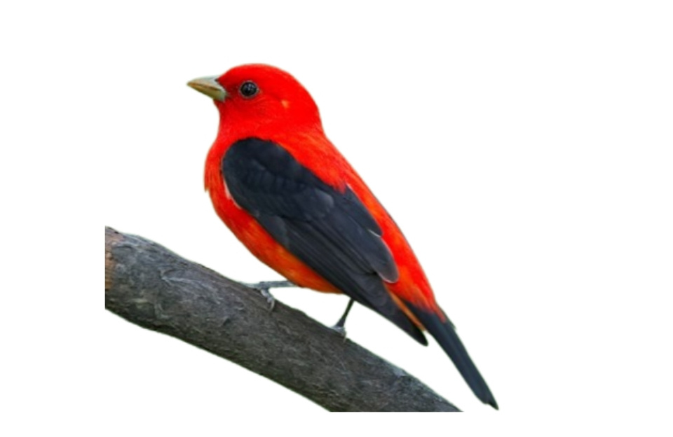 Scarlet Tanager