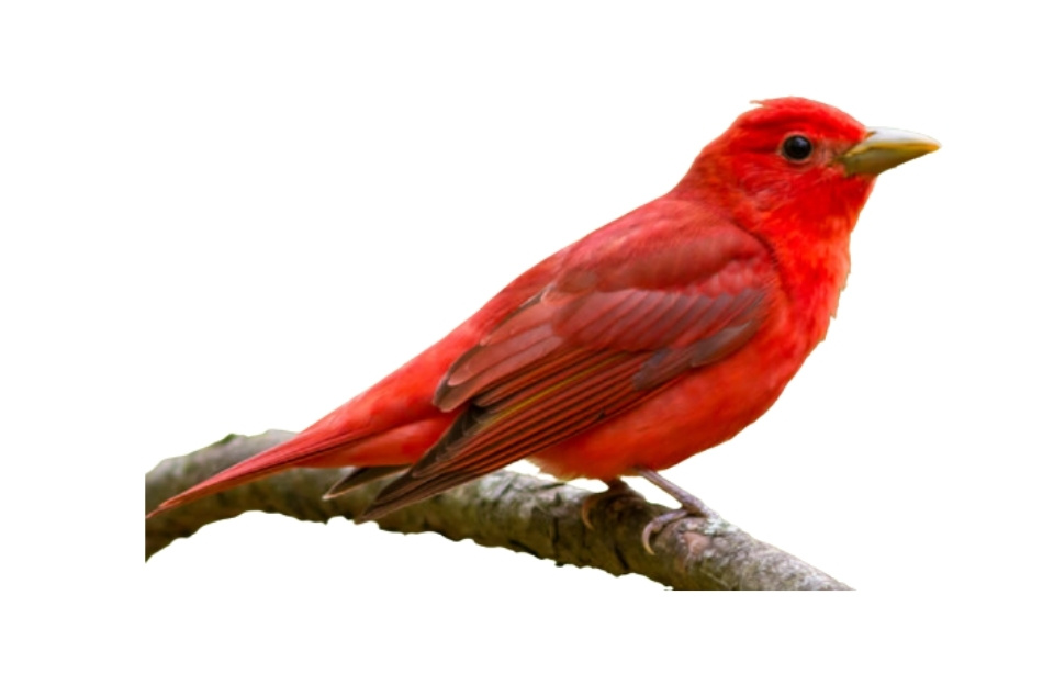 red birds