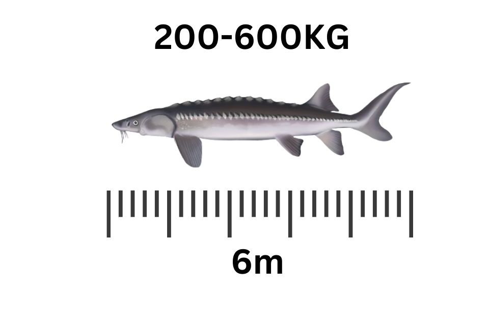 largest freshwater fish