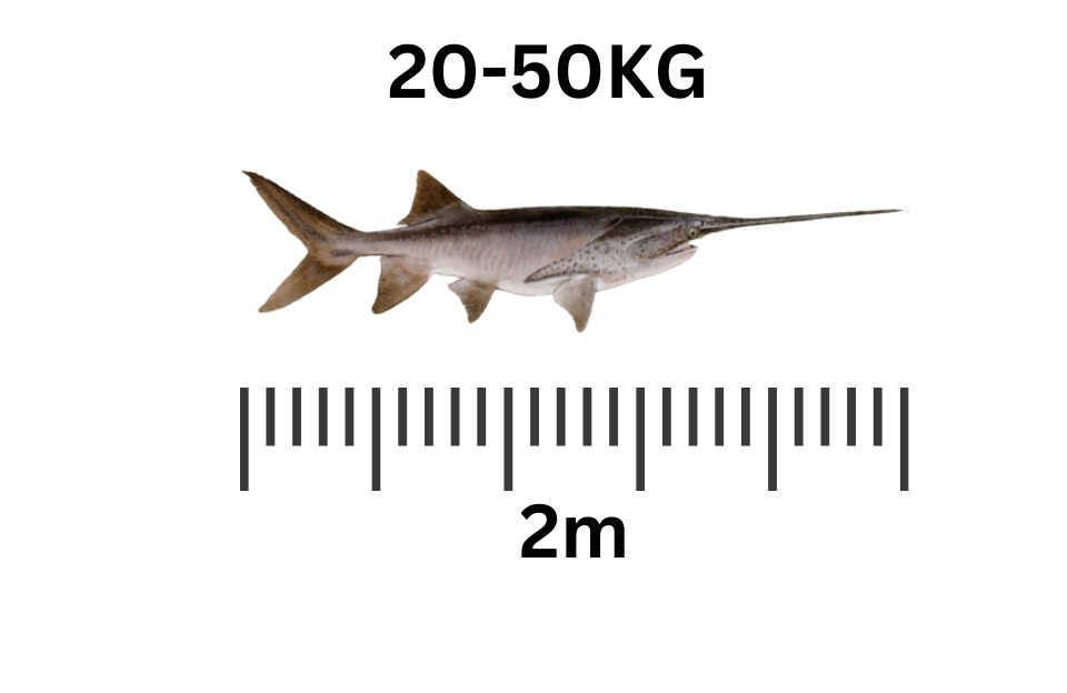 largest freshwater fish