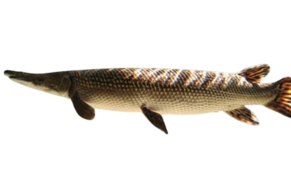 Alligator Gar