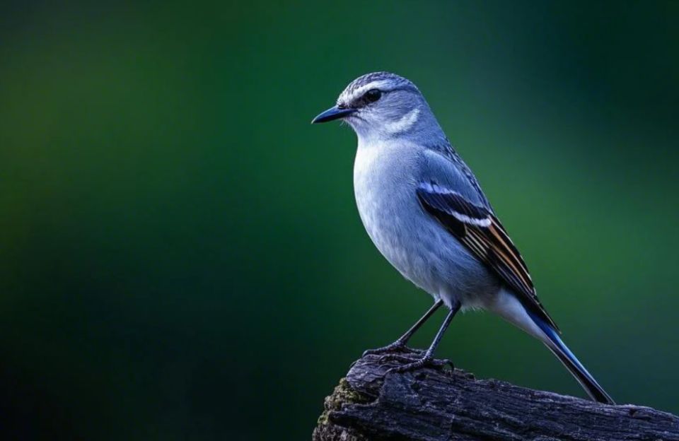 Hancock Bird