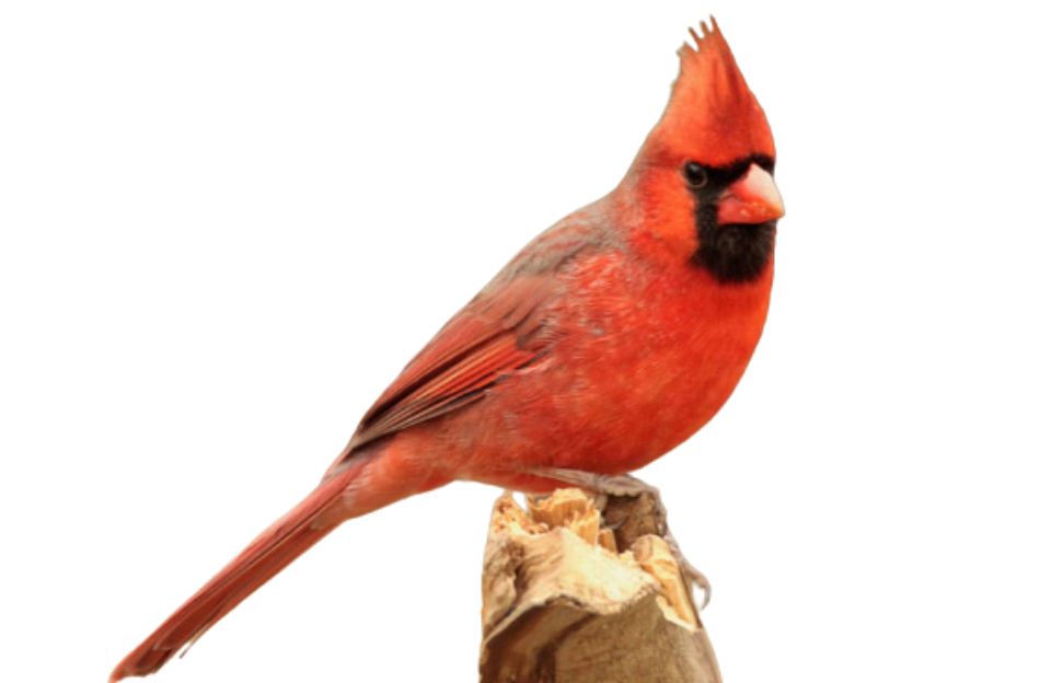 The Northern Cardinal