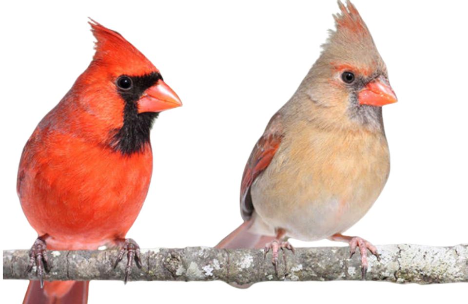 Northern Cardinal