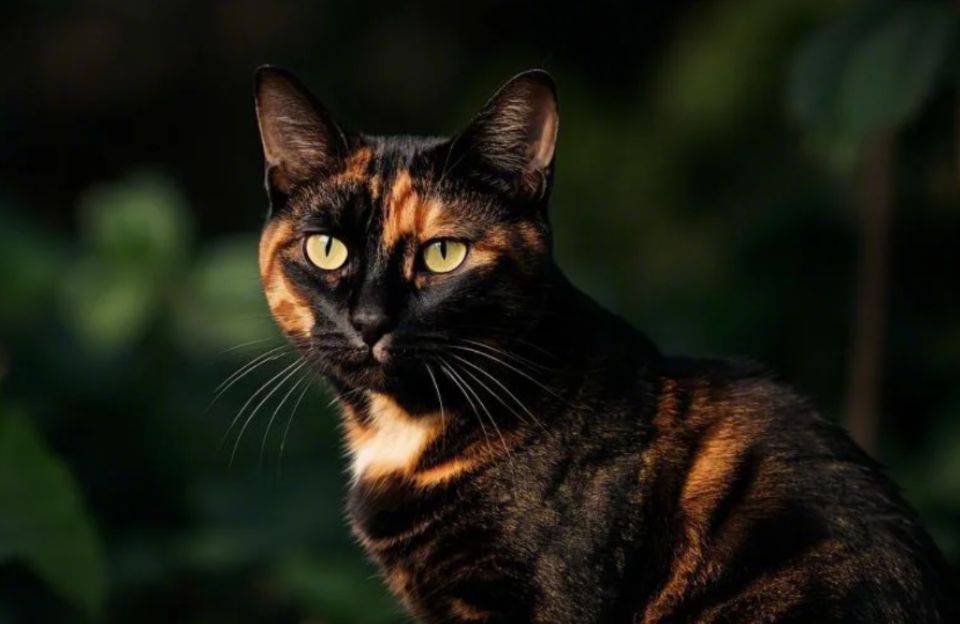 Tortoiseshell Cat