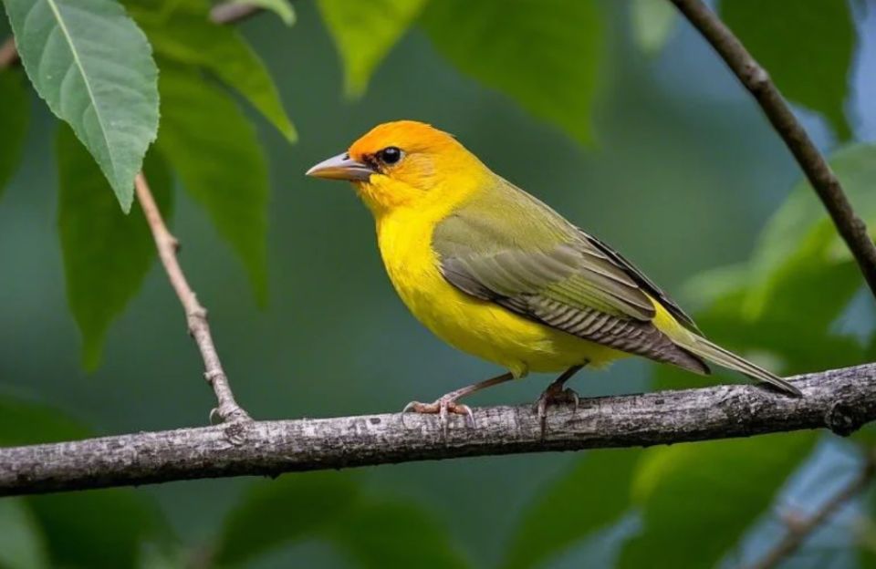 Summer Tanager